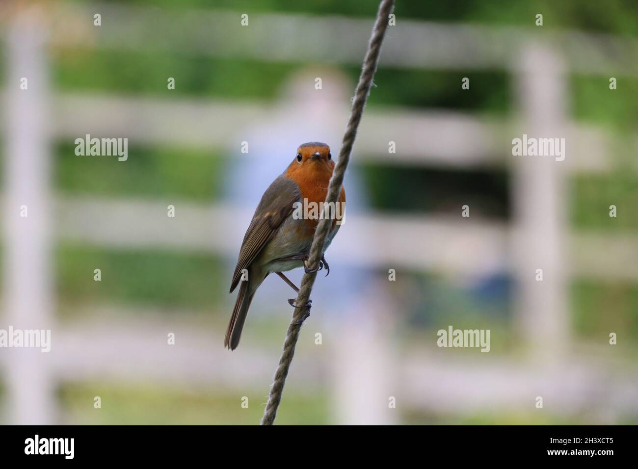 Robin on rope hi-res stock photography and images - Alamy
