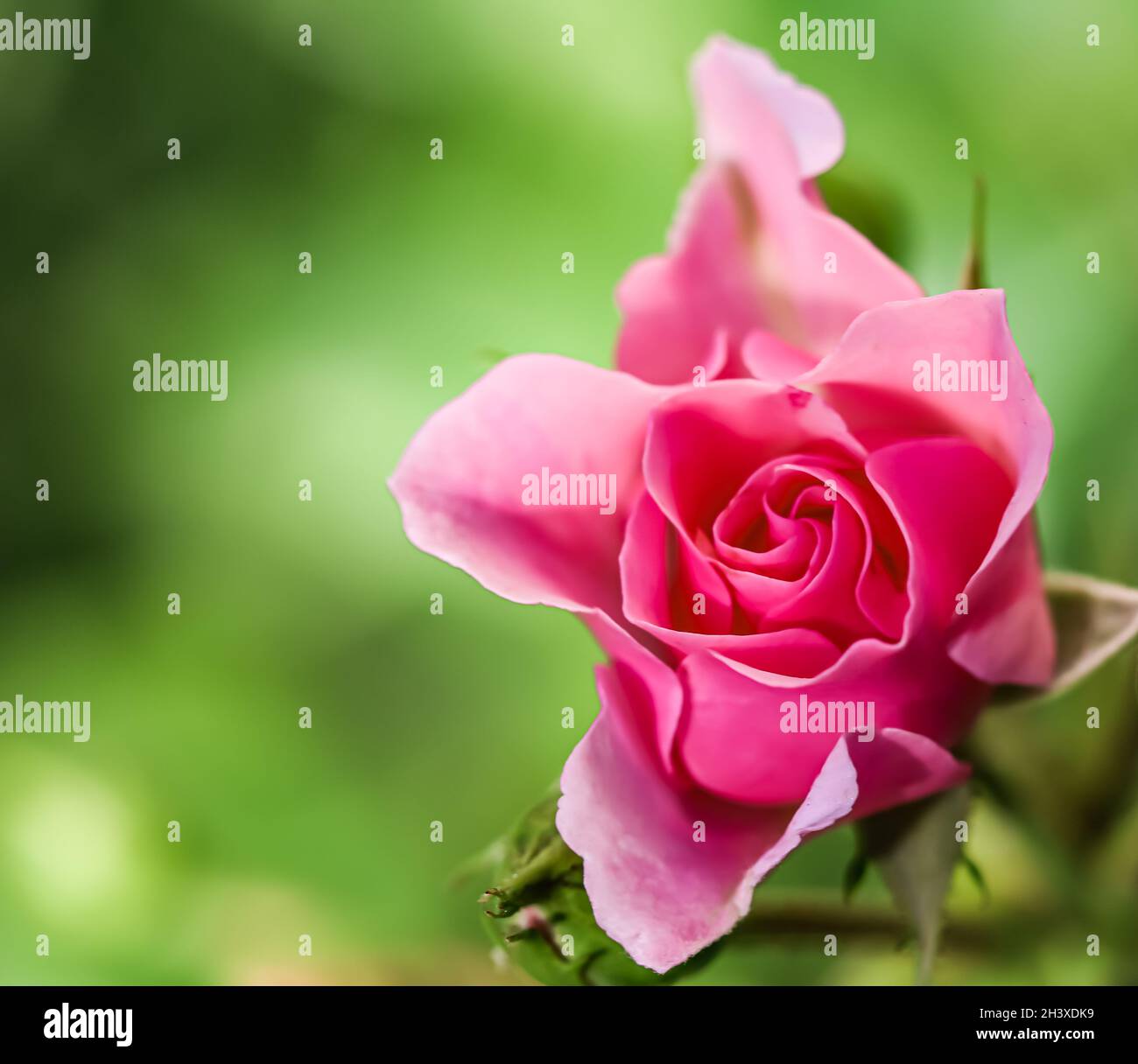 Pink rose Bonika with buds in the garden. Perfect for background greeting cards Stock Photo