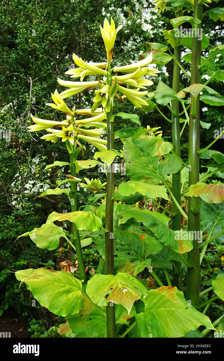 Himalayan giant lily Stock Photo