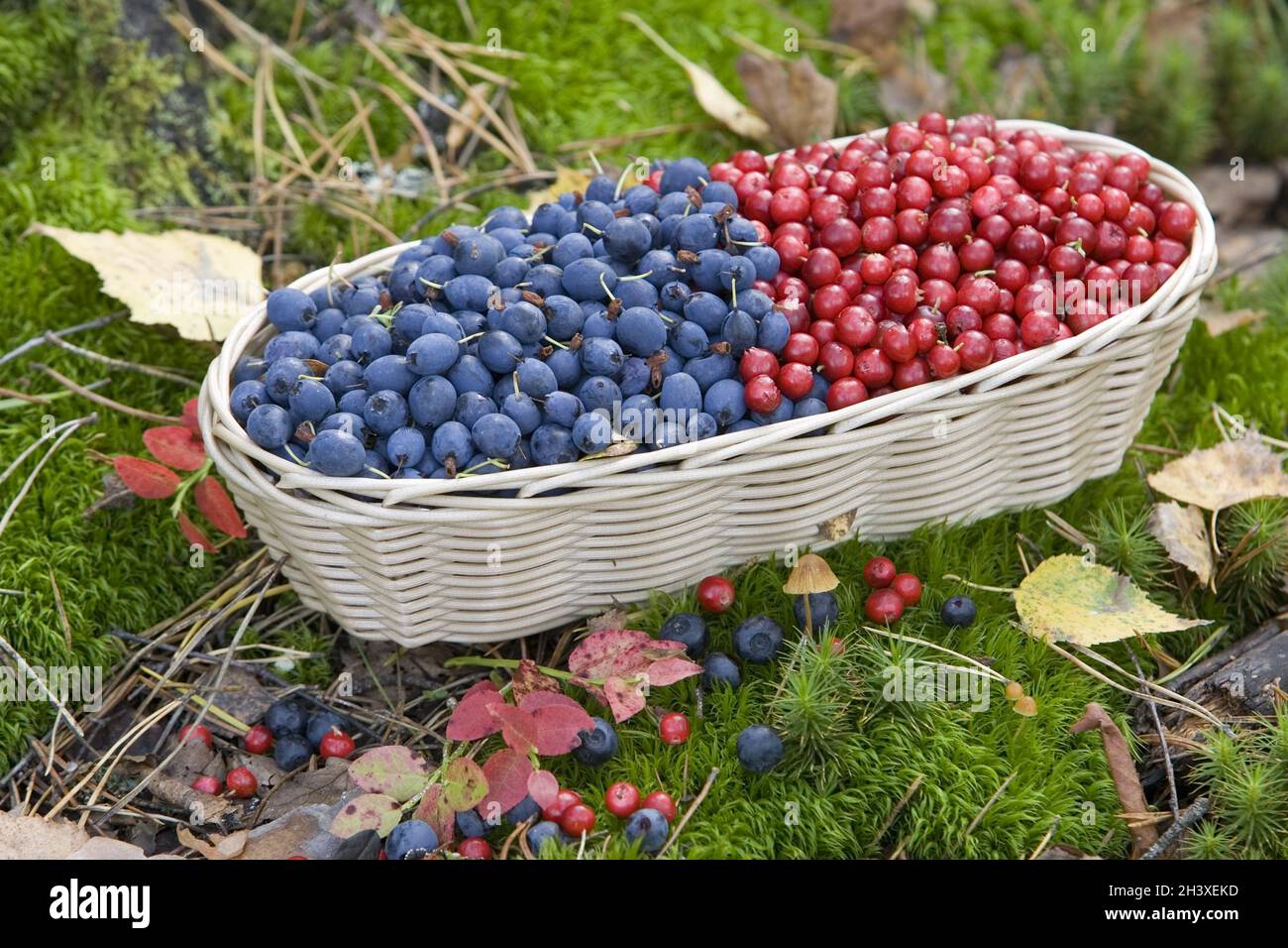Wild berries in a basket, blueberries and lingonberries. Stock Photo