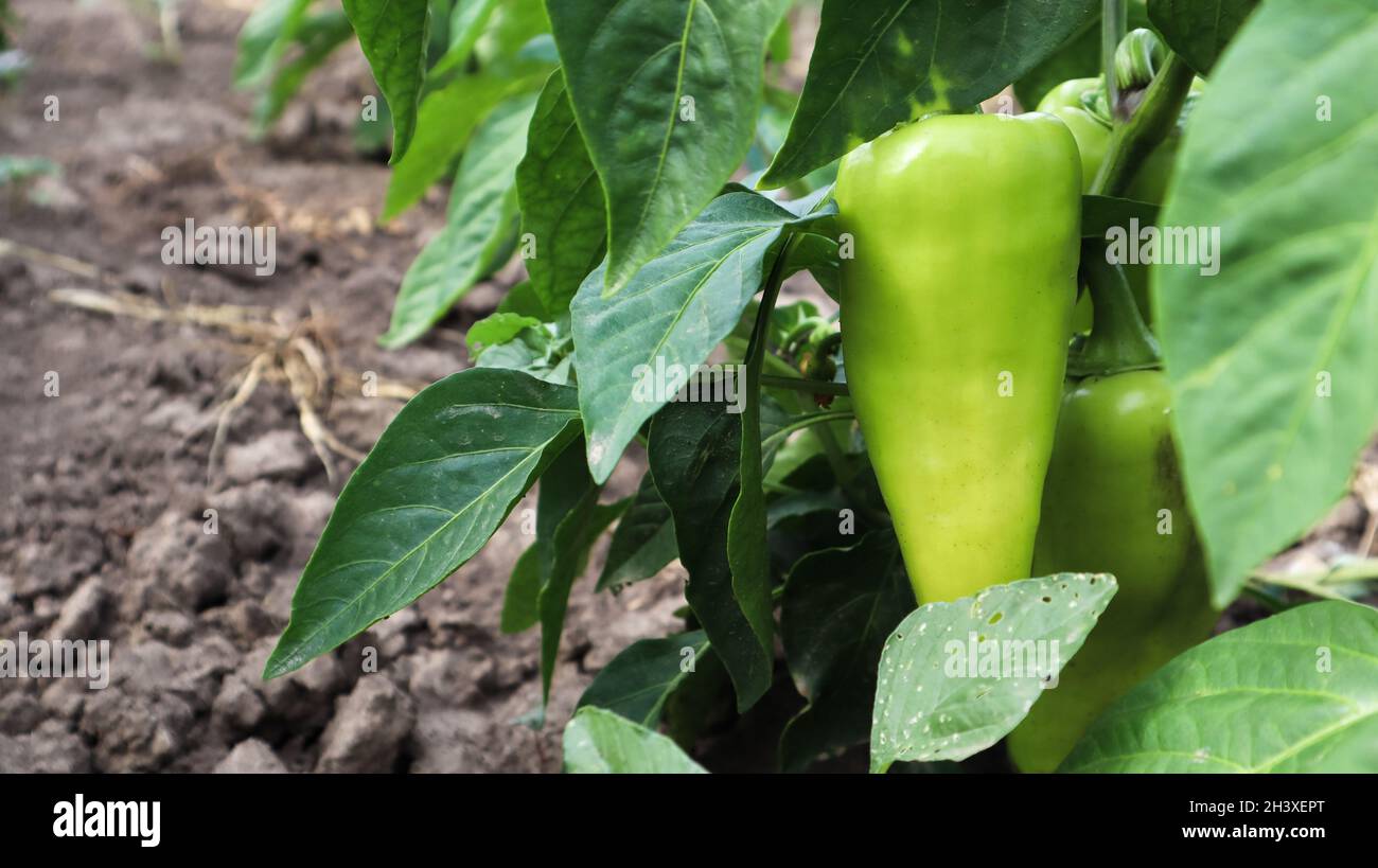 Green peppers grow in the garden. Growing bell pepper or capsicum