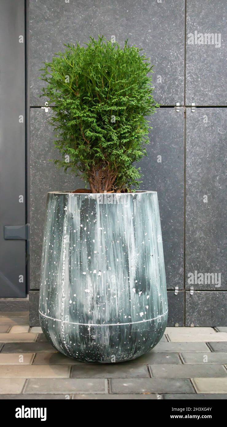 Green small spherical Chinese thuja in a concrete pot near the house at the entrance. Traditional home decorations. Entrance to Stock Photo