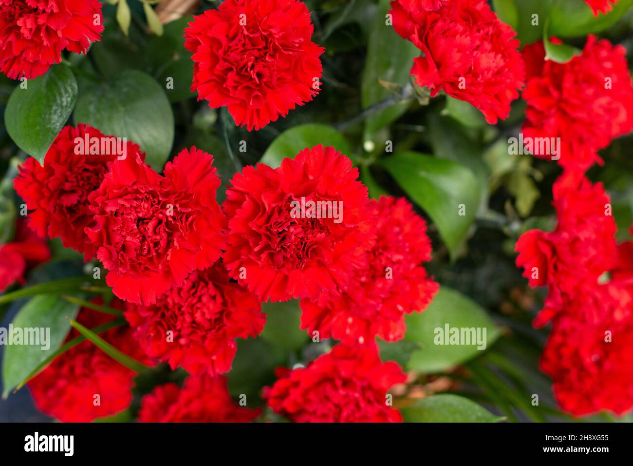 Red carnations. Flowers on the monument. Garden plants are gathered
