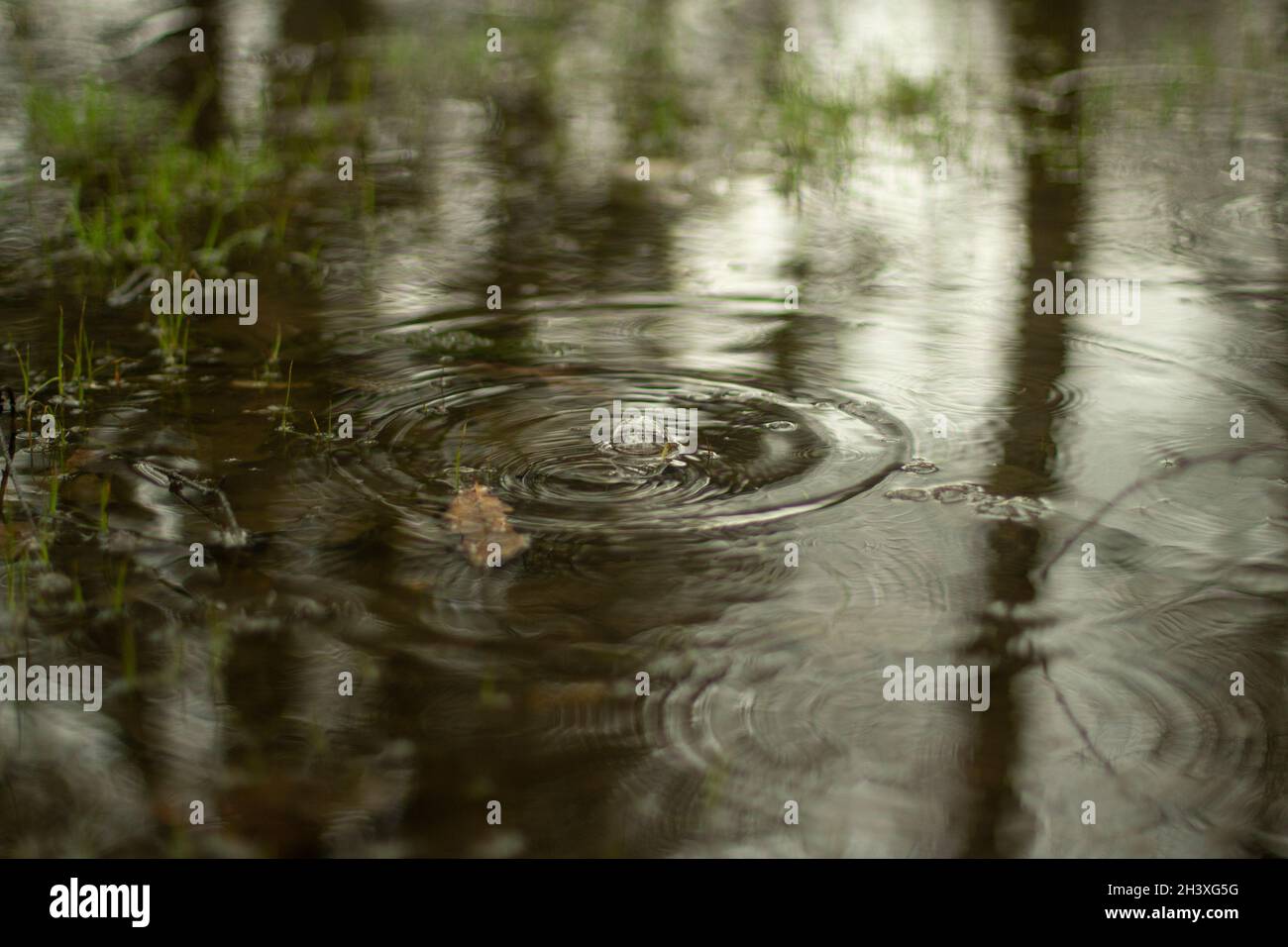 Puddle in spring. Circles on the water. The surface of the water after ...