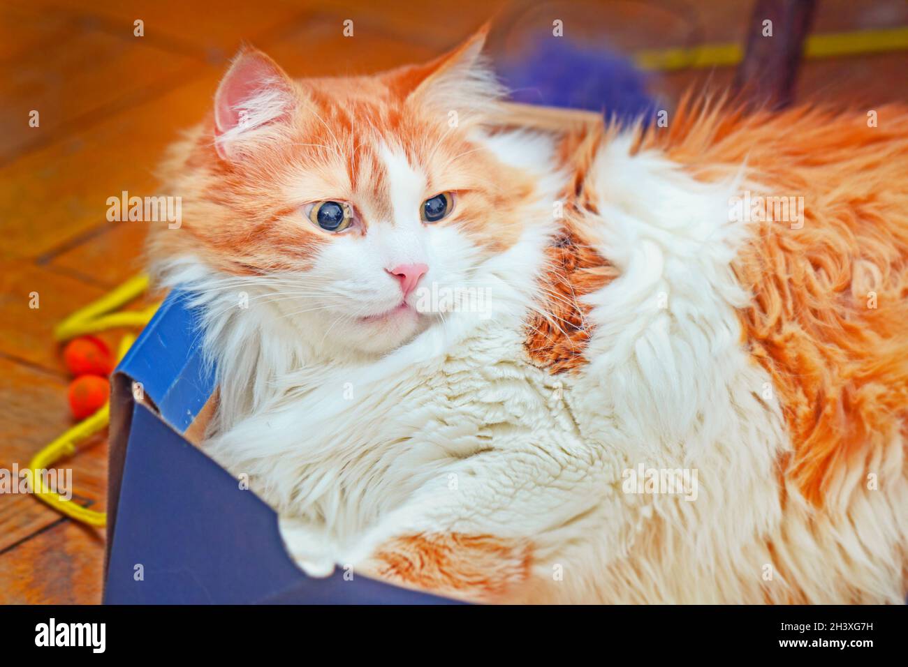 Real pretty adult red cat in blue box at home Stock Photo