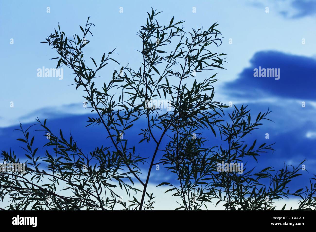Pretty willow branches on background of charming blue evening sky Stock Photo