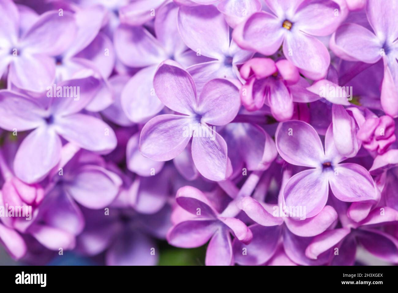 Real pretty spring purple lilac flowers large for good mood Stock Photo