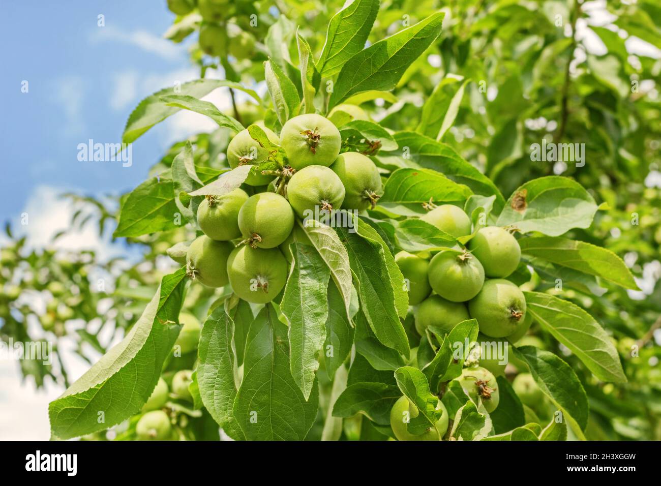 Real green unripe apples on tree branch on sunny day Stock Photo