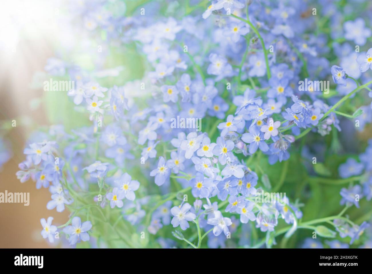 Pretty soft blue summer flowers of forget-me-nots and ray of sunshine Stock Photo