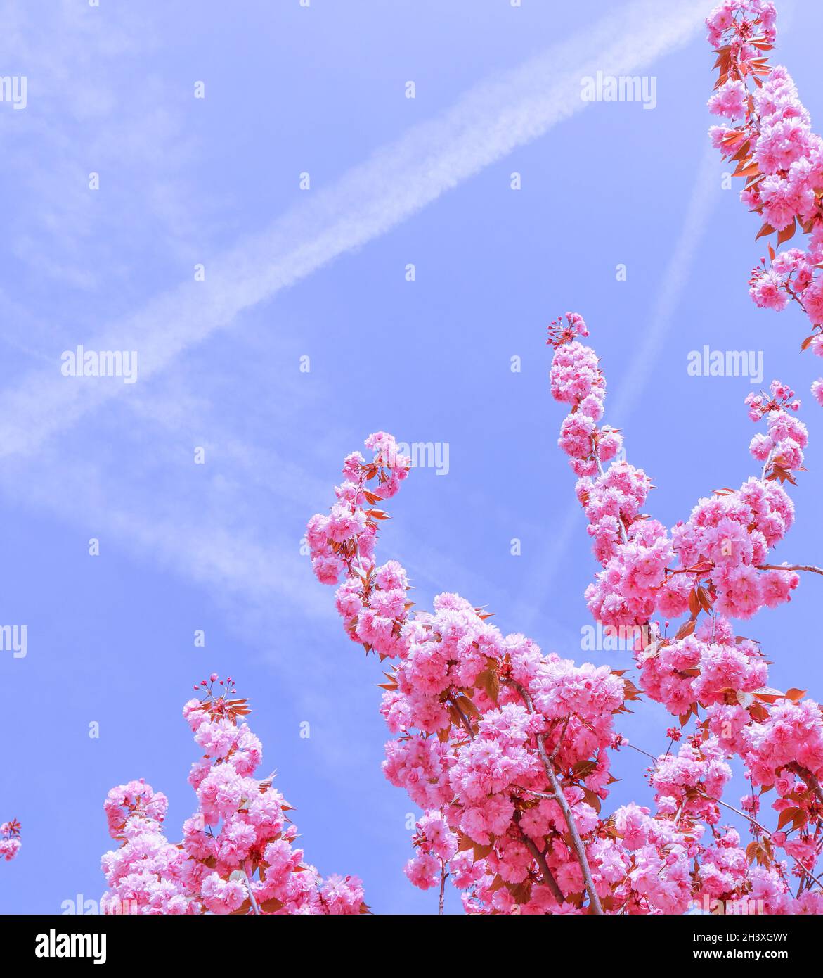 Beautiful sakura or cherry trees with pink flowers in spring against ...