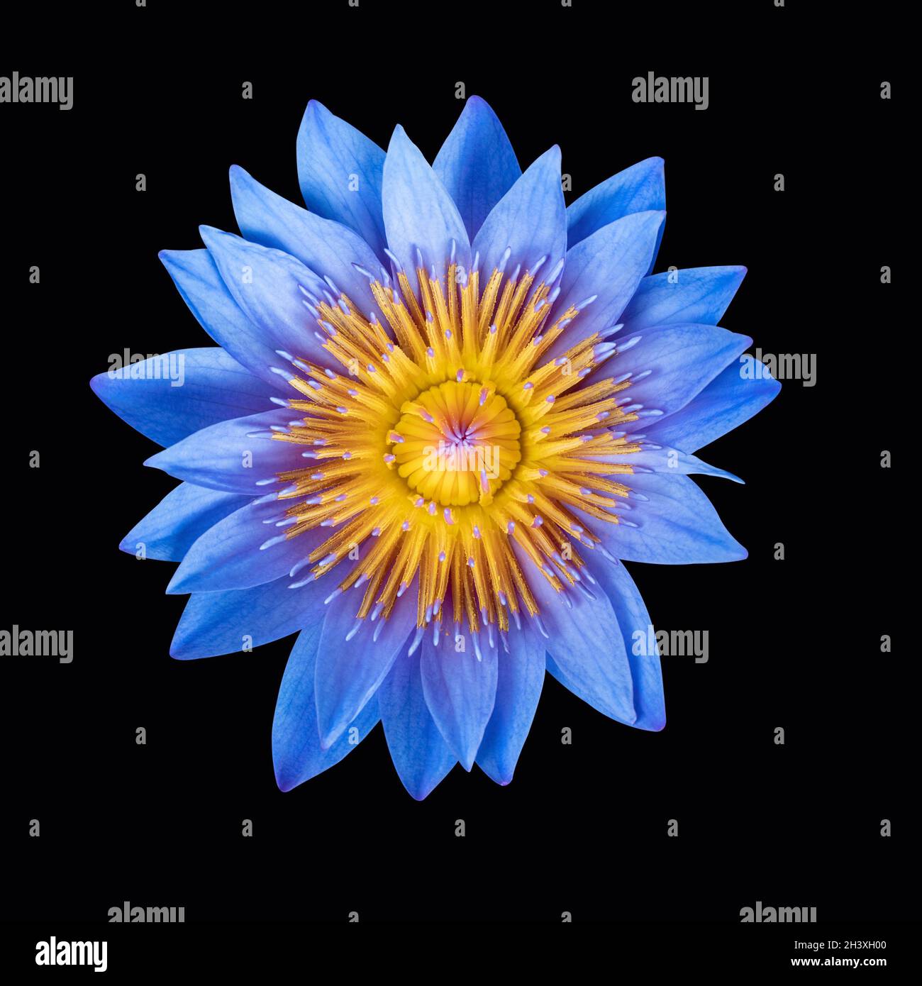 Water lily isolated waterlily hi-res stock photography and images - Alamy