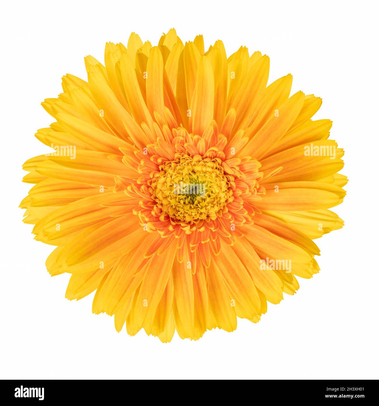 Beautiful gerbera flower isolated Stock Photo