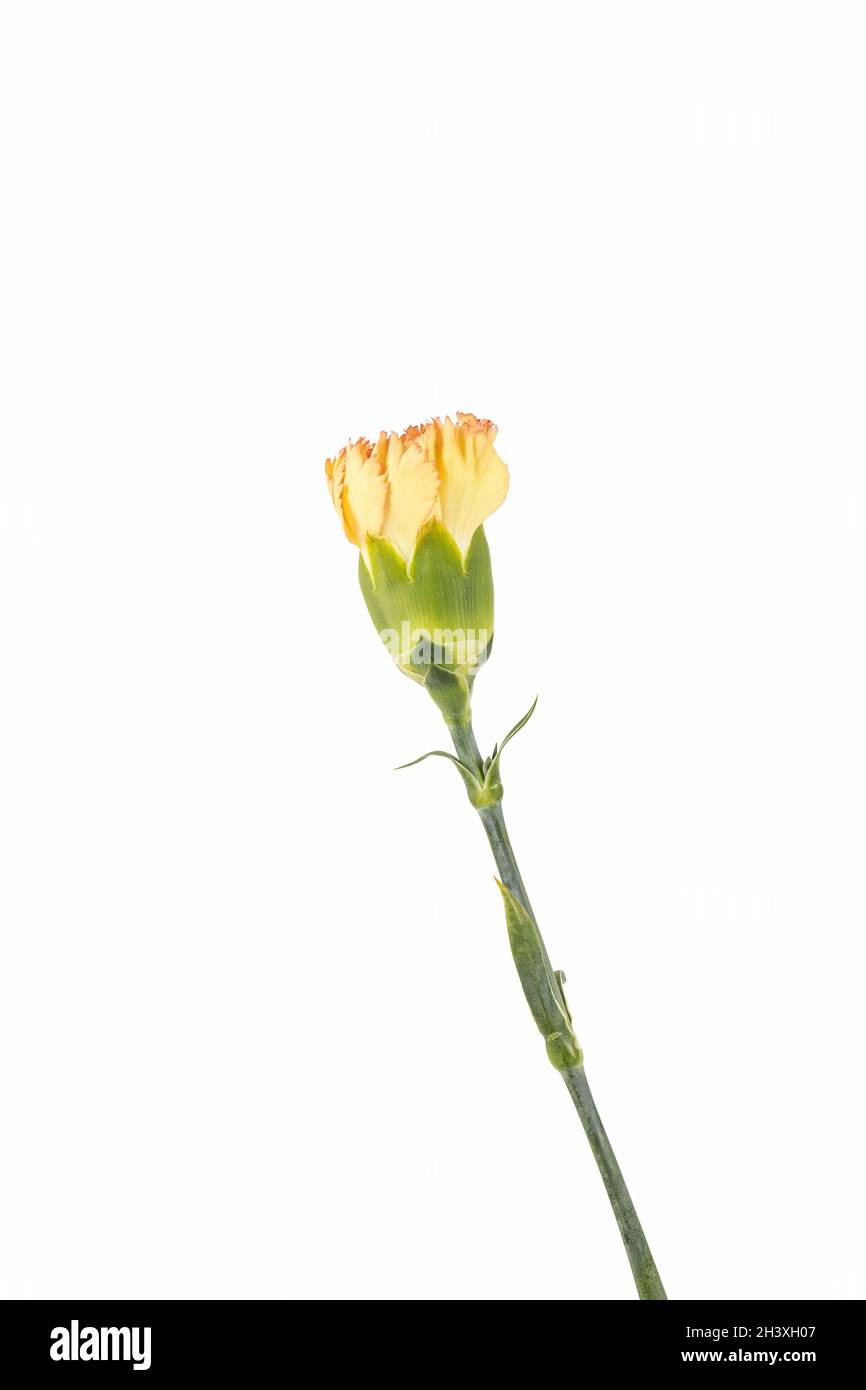 Yellow carnation flower isolated Stock Photo