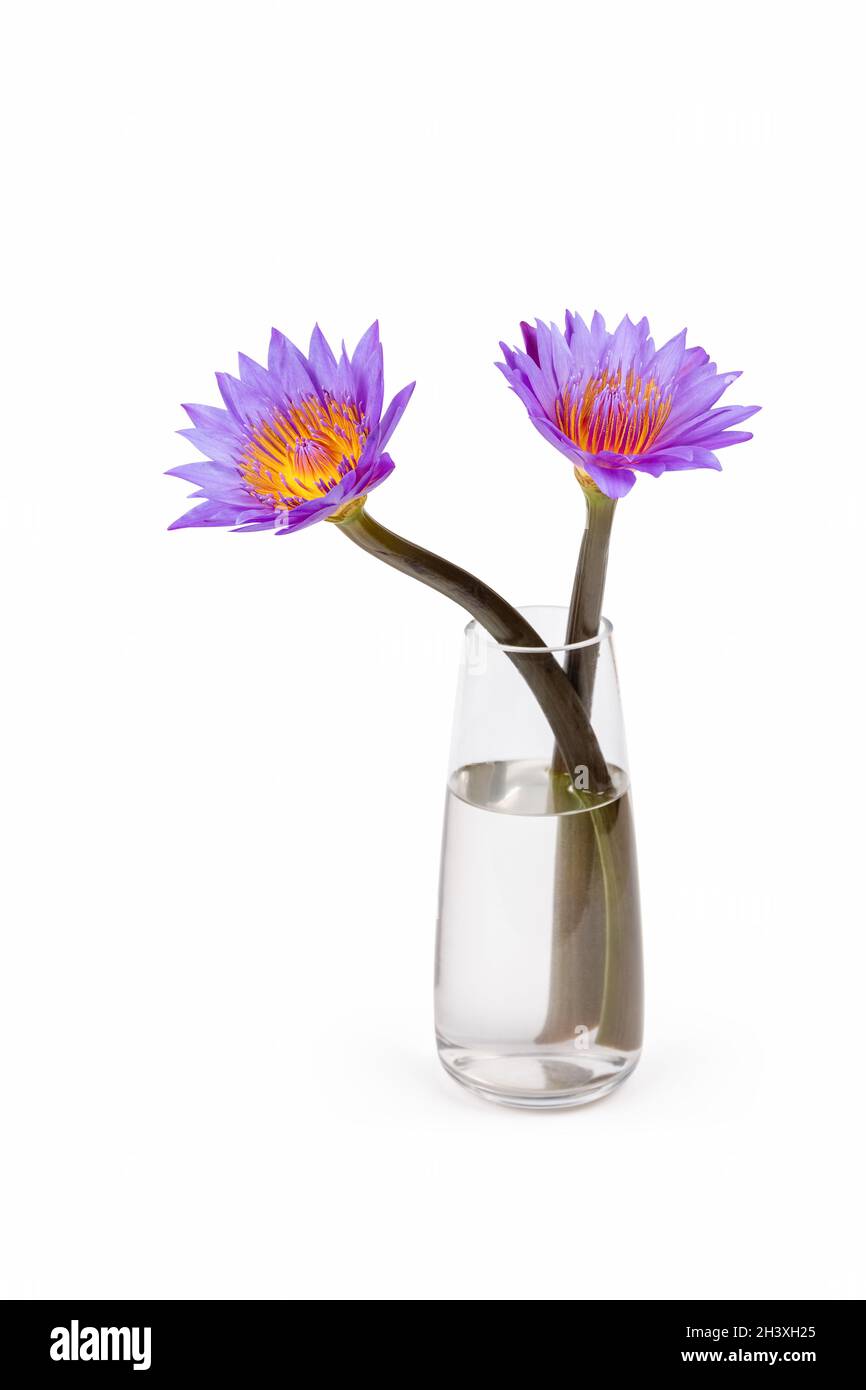 Purple waterlily in glass vase isolated Stock Photo