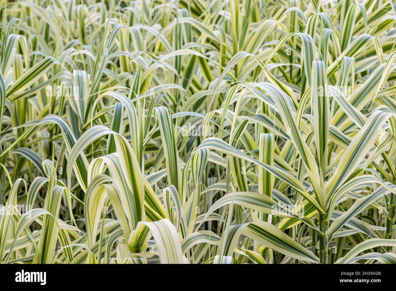Closeup of the giant reed in summer Stock Photo
