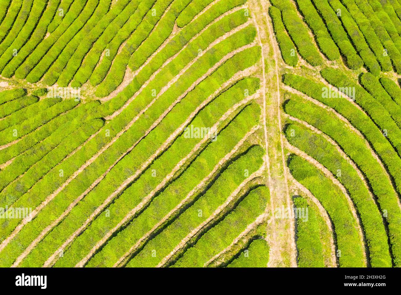 Tea plantation texture background Stock Photo