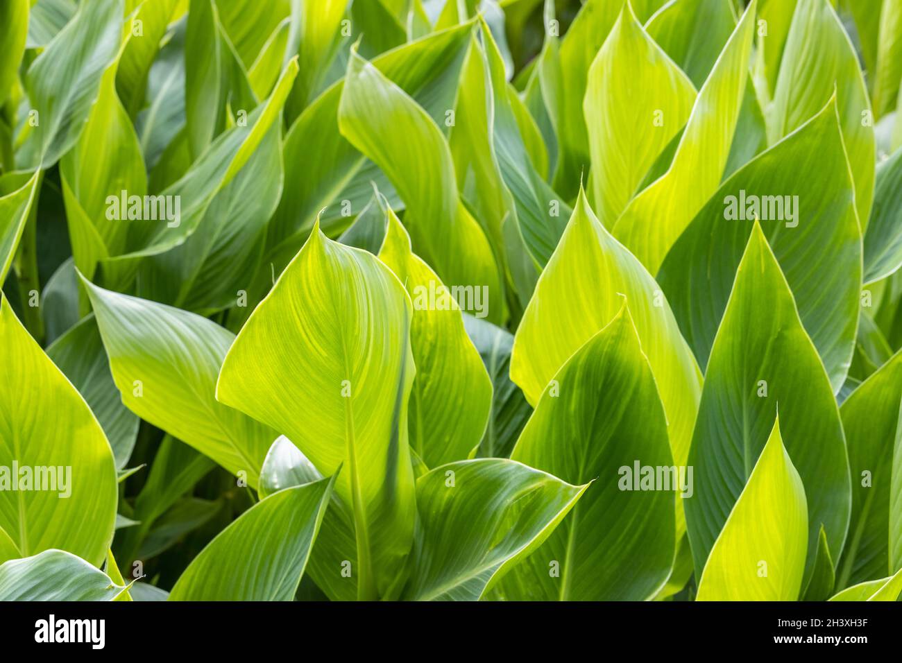 Bright green leaves background Stock Photo