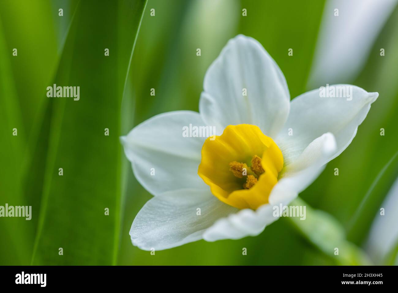 Narcissus (daffodils) bloom closeup Stock Photo