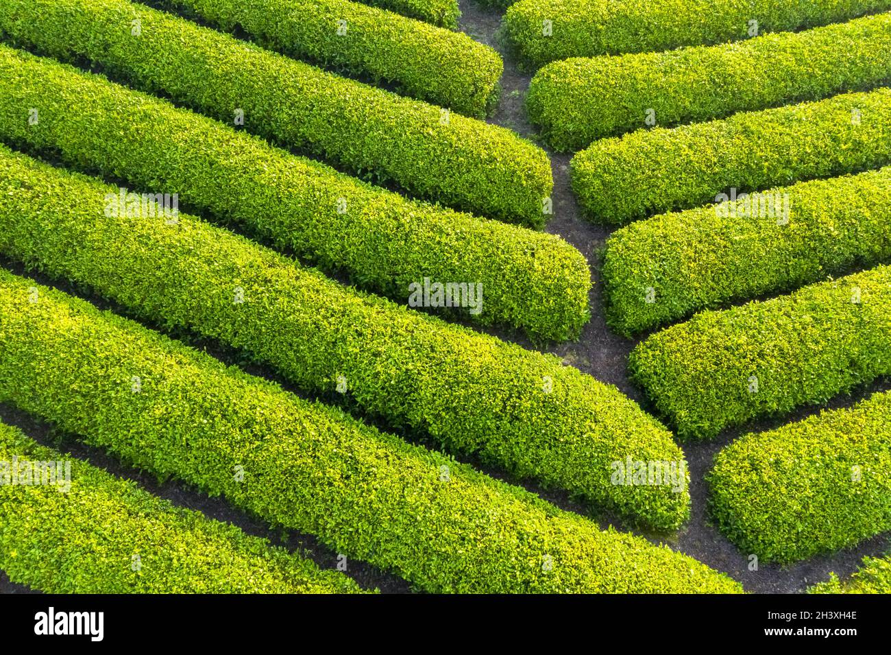 Tea plantation closeup Stock Photo