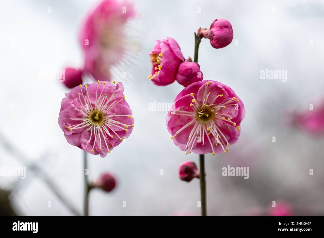 Red plum blossoming closeup Stock Photo