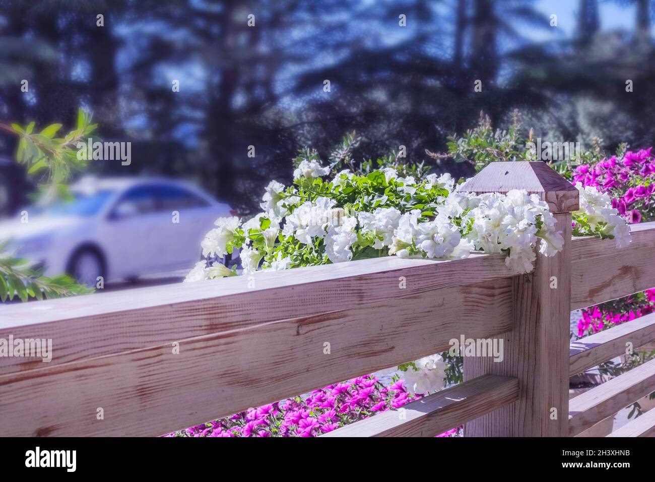 Pretty decorative petunias on wooden fence with white car on background Stock Photo