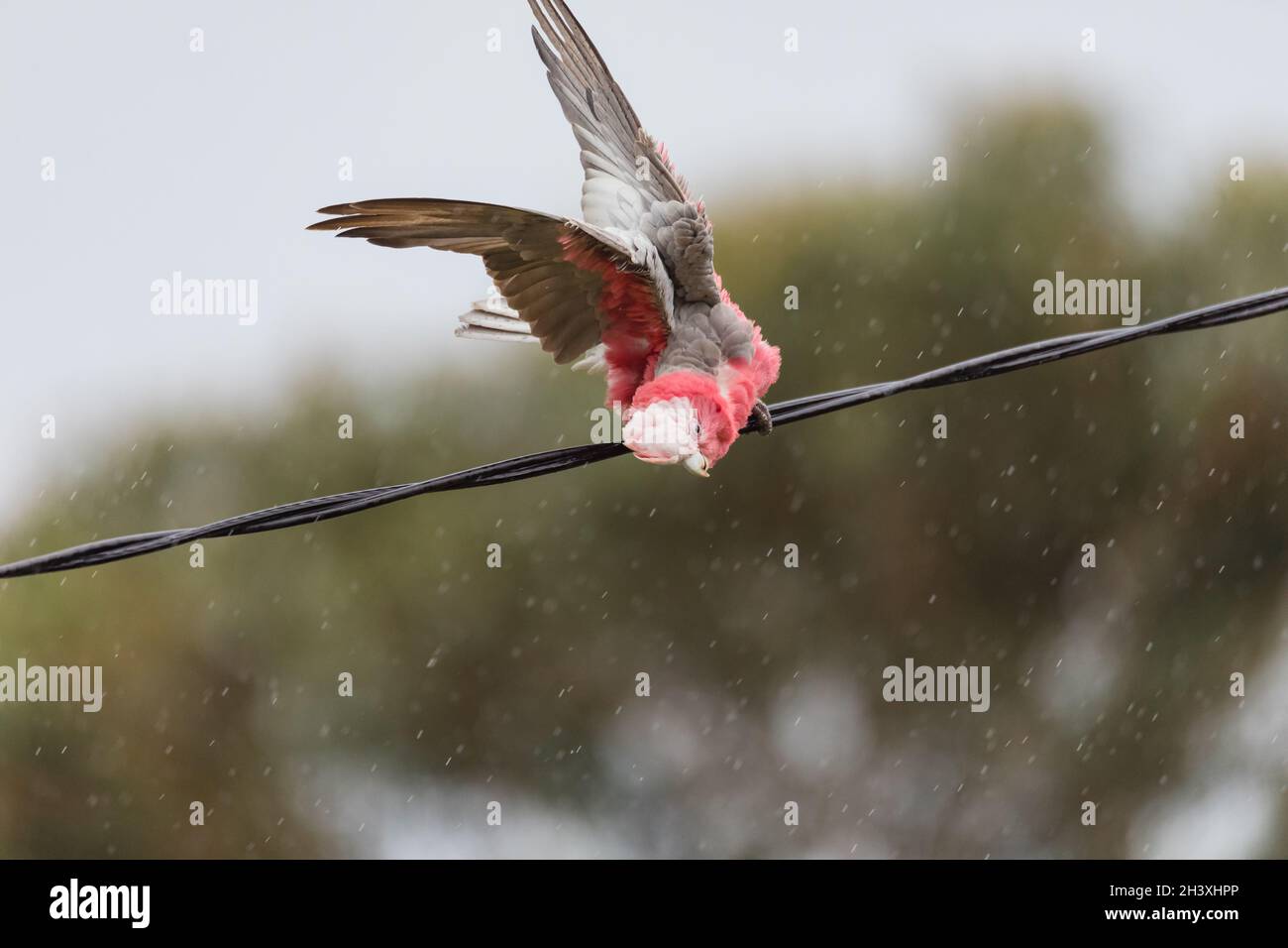 Australian Galah playing in the rain on a powerline. Stock Photo