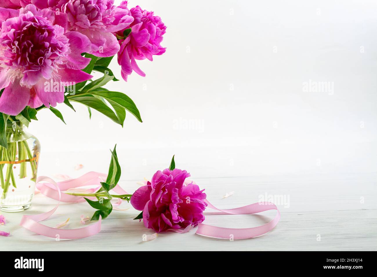 Gorgeous pink peonies with a satin ribbon. Stock Photo