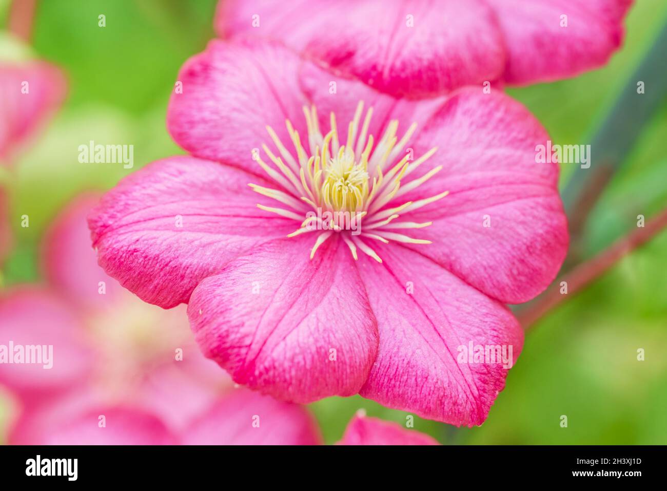 Real pretty bright pink clematis flower large at summer day Stock Photo
