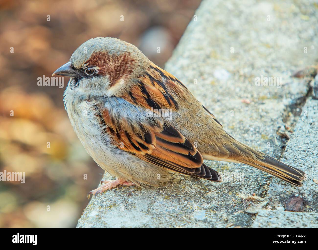 Haussperling 'Passer domesticus' Jung bird Stock Photo