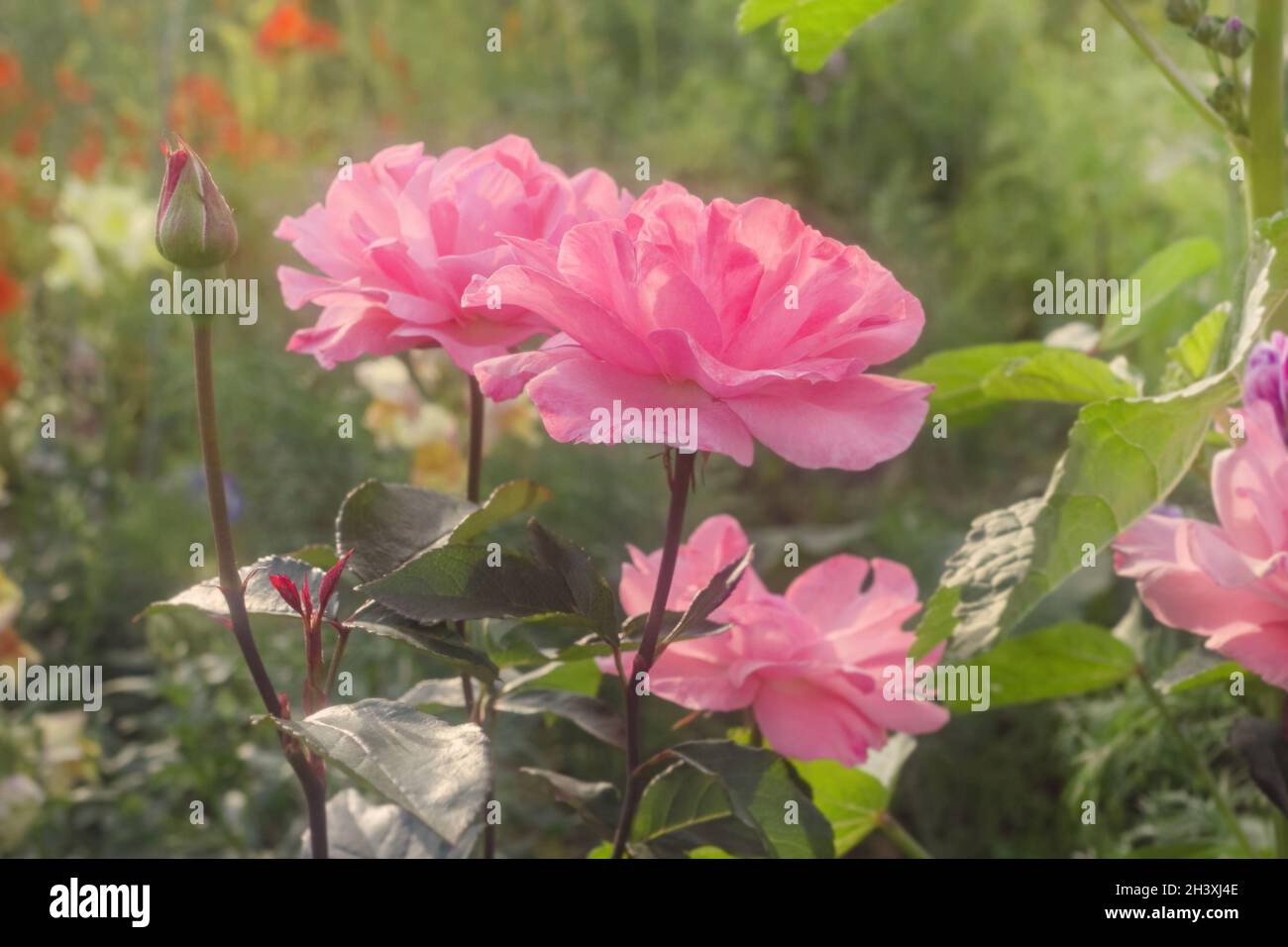 Chharming pink roses bloom in garden on soft summer day Stock Photo