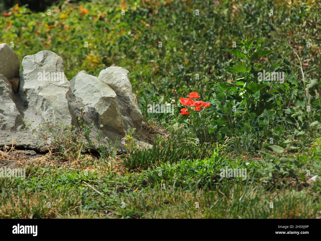 Pretty blooming poppies in sunny green grass and gray stone Stock Photo