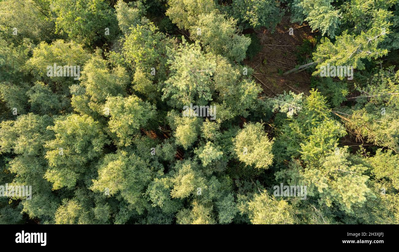 Aerial bird view over beautiful temperate coniferous forest over top of trees showing the amazing different green pine forest co Stock Photo