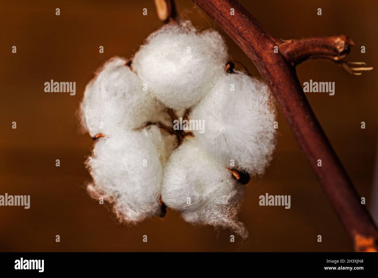 Real pretty white flower of natural cotton like symbol of nature Stock Photo