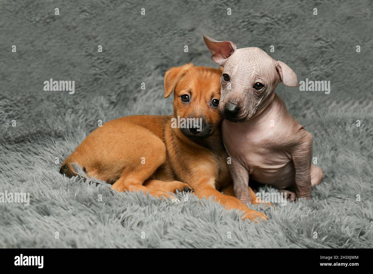 Two little sister puppies cuddled up to each other The concept of family friendship, mutual understanding, love, kindness and care. Stock Photo
