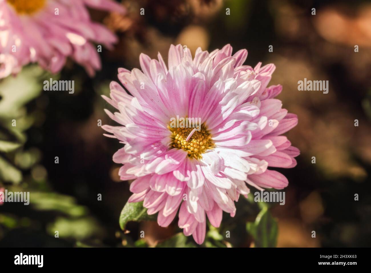 Real pretty soft open pink chrysanthemum on fall sunny day Stock Photo