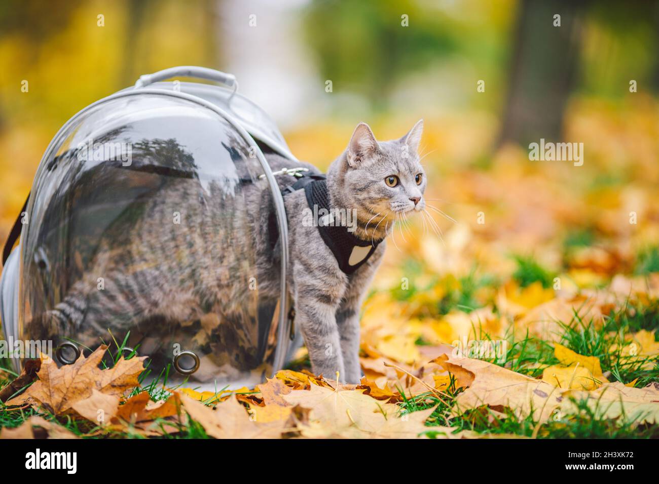 Gray cat in backpack with porthole in yellow leaves. Domestic cat looks