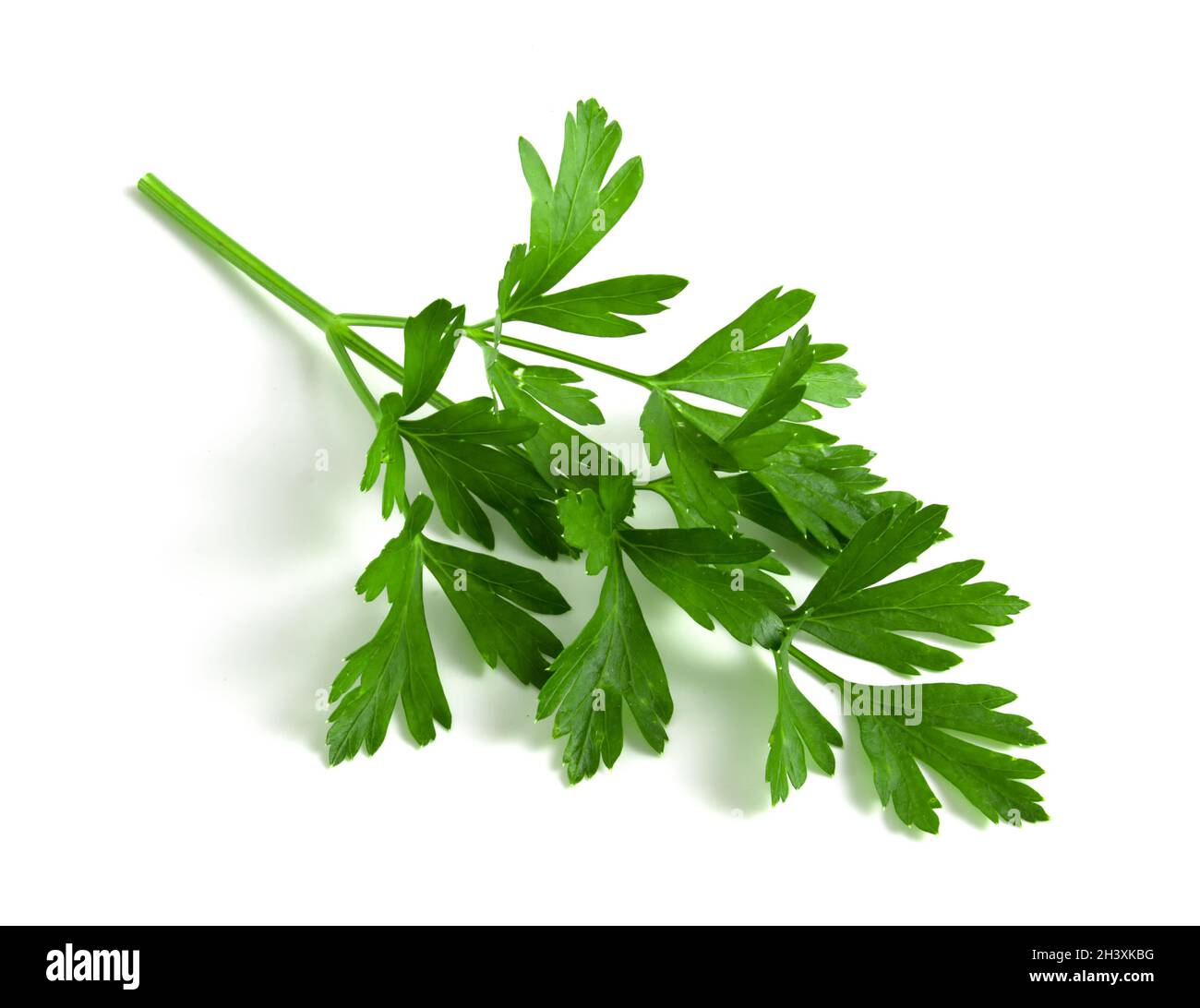 Parsley branch on a white background close-up Stock Photo