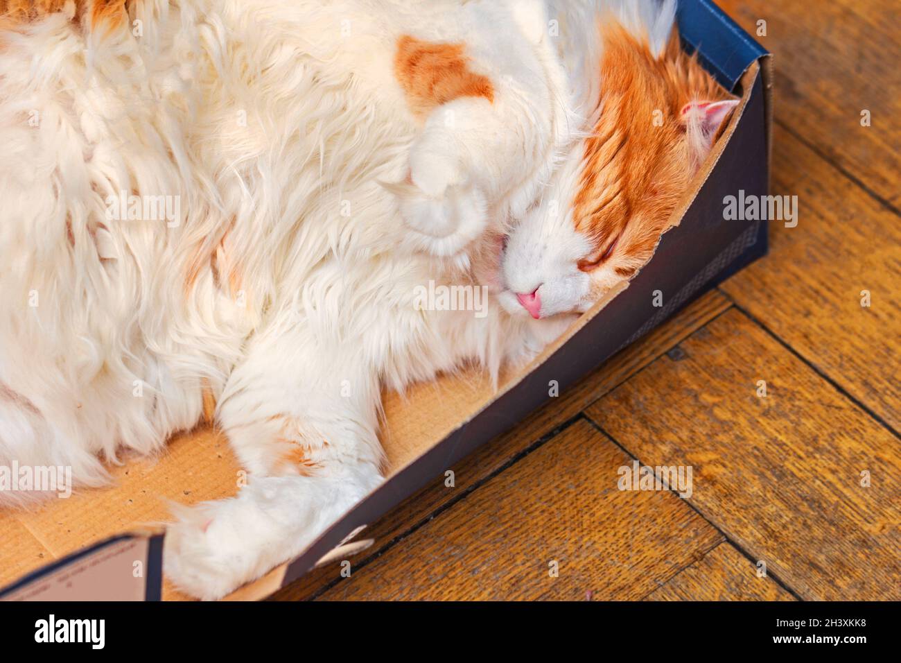 Pretty adult white-red cat sleeps in blue home cozy box Stock Photo