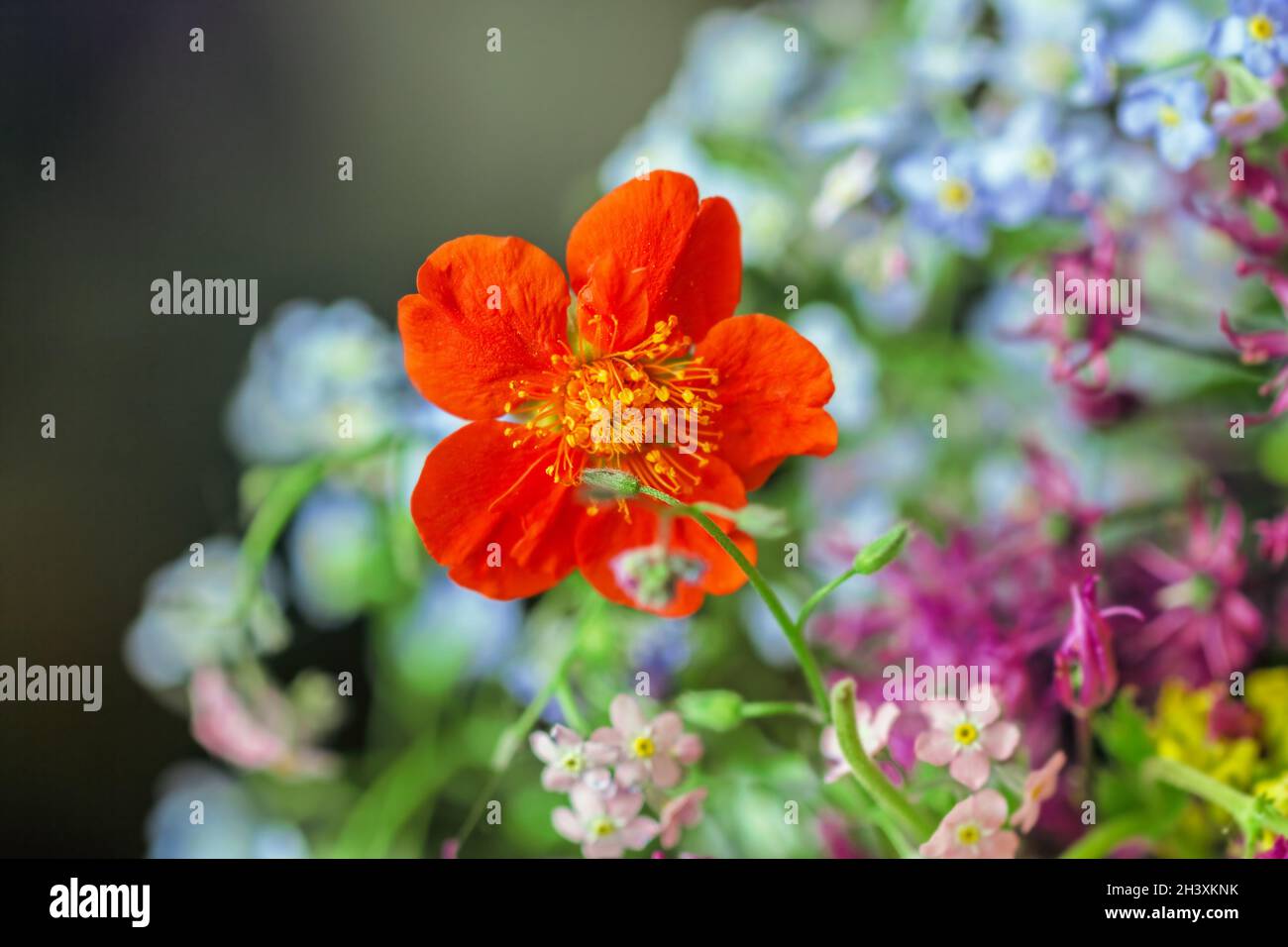 Real charming orange summer mysterious flower in multicolor positive bouquet Stock Photo