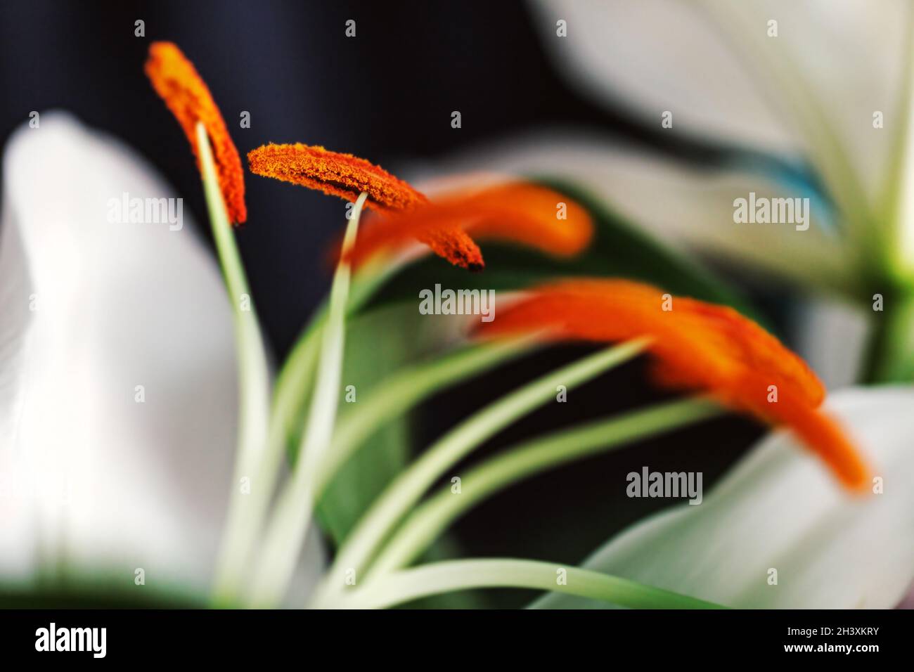 Real close-up orange stamens of white lilies for original mood Stock Photo