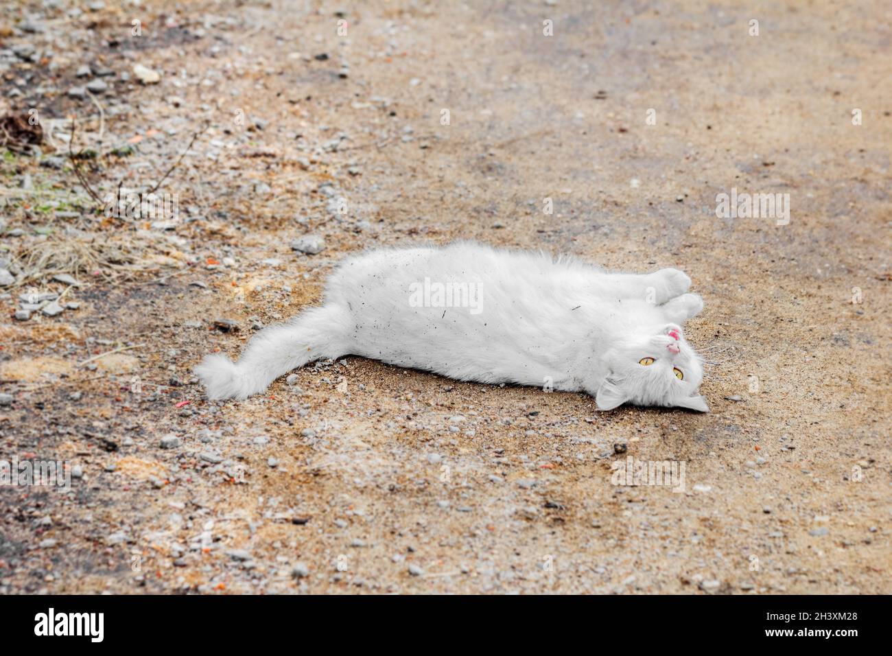 Adult pretty white cat lay down on road at cloudy morning Stock Photo