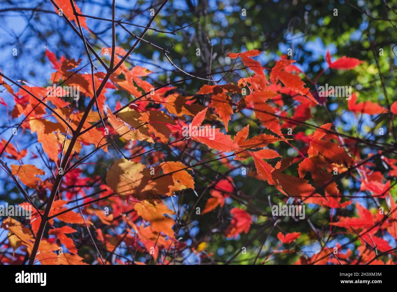 Real pretty autumn red leaves on blue soft sky background Stock Photo