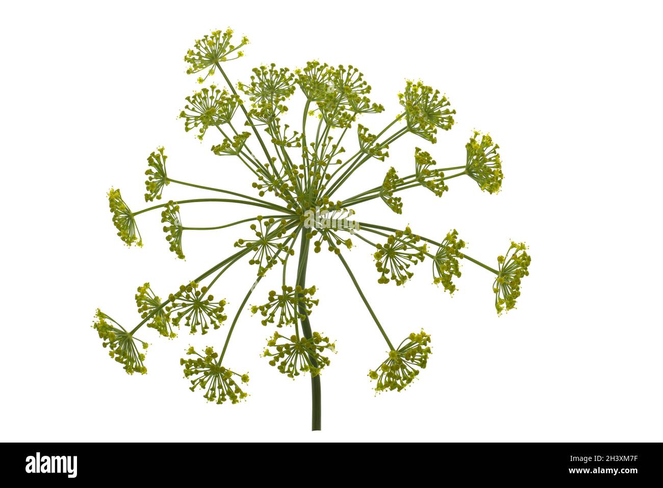 Dill flower isolated on white background Stock Photo