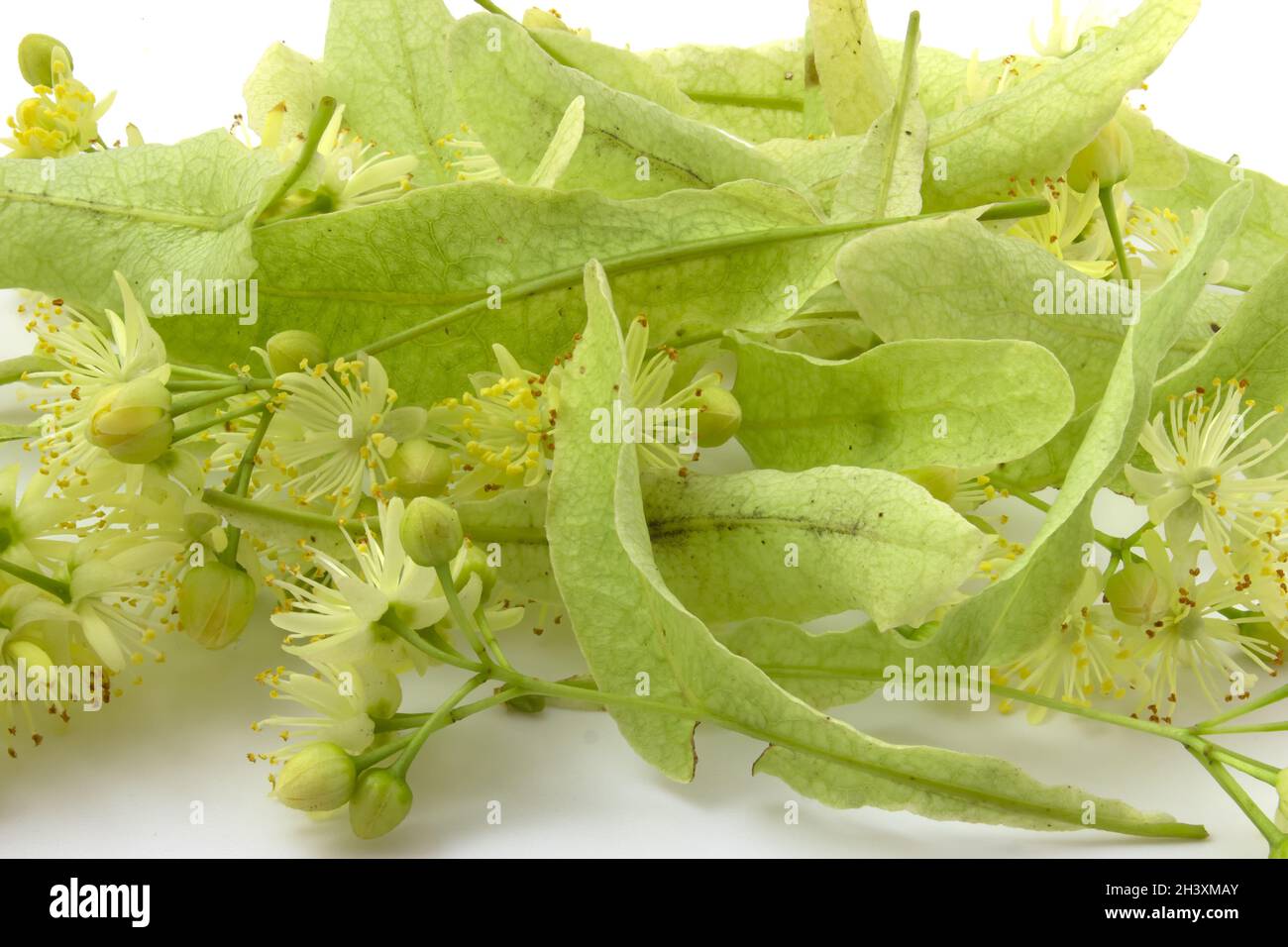 Linden flowers on a white background, linden for use in folk medicine Stock Photo Alamy