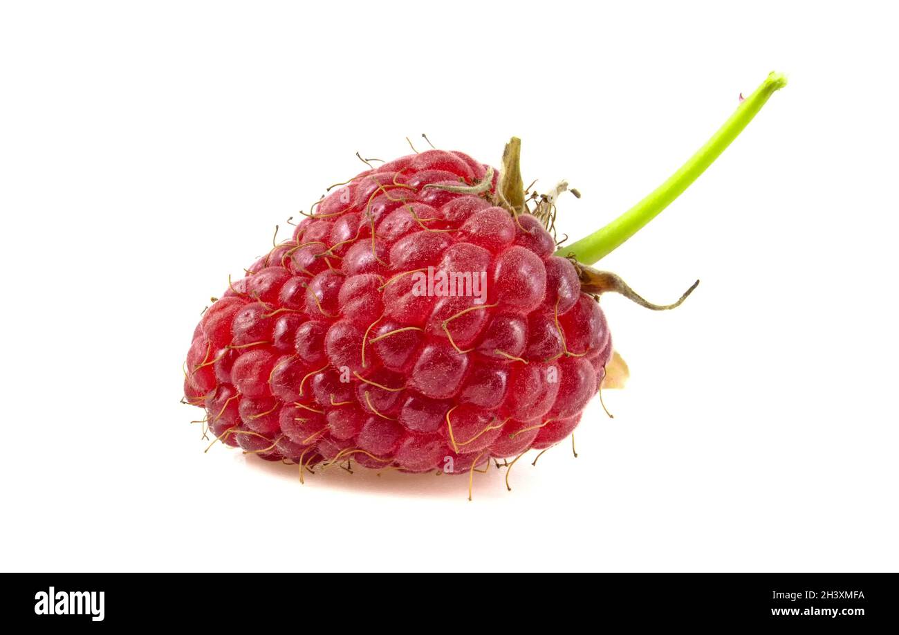 Raspberry with leaves isolated on white background. Stock Photo