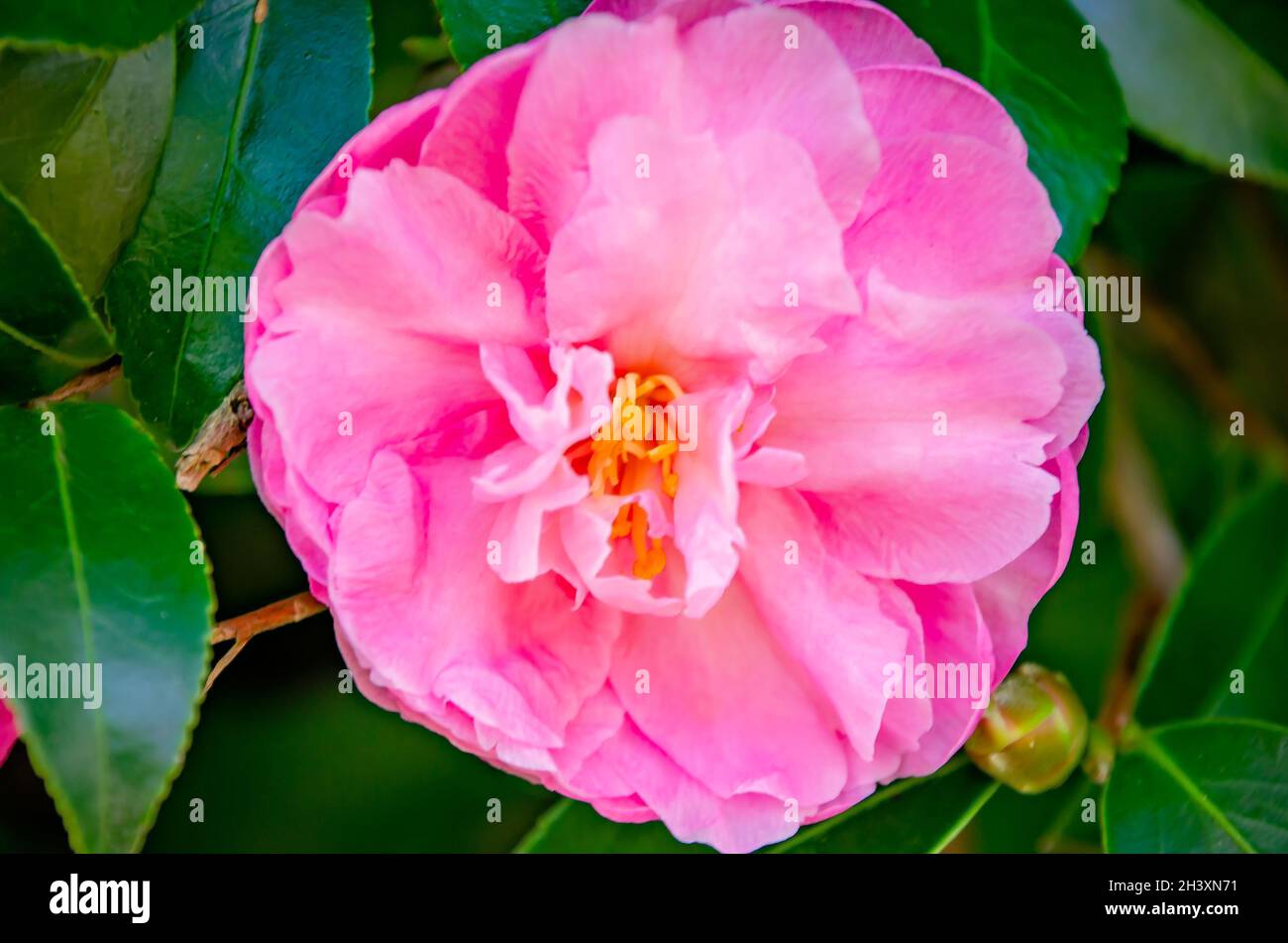 A pink Japanese camellia (Camellia japonica) blooms, Oct. 23, 2021, in Fairhope, Alabama. Japanese camellias are native to Japan. Stock Photo
