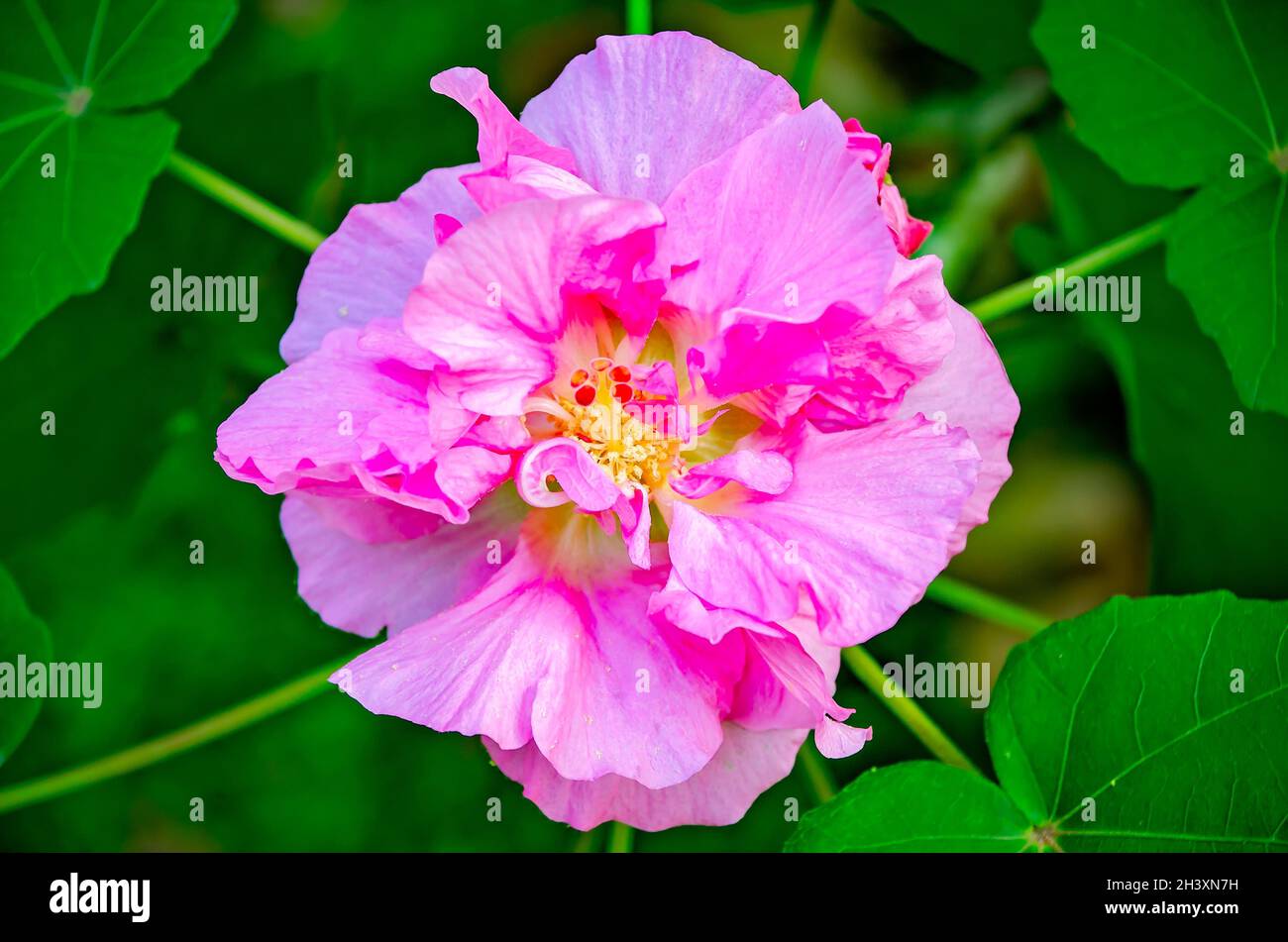 A Confederate rose (Hibiscus mutabilis) blooms, Oct. 23, 2021, in Fairhope, Alabama. The Confederate rose is native to China. Stock Photo