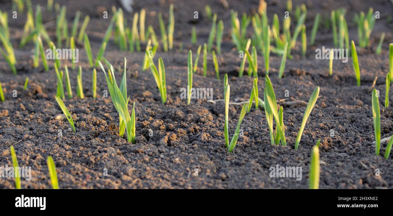 Rows of young wheat or barley that have poorly entered the field of agriculture Stock Photo