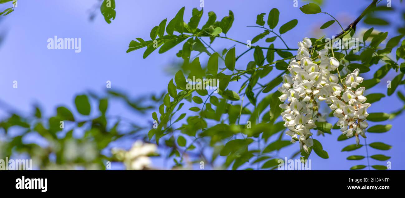 Perfume Acacia Acacia Hi Res Stock Photography And Images Alamy Perfume Acacia Acacia Hi Res Stock Photography And Images Alamy