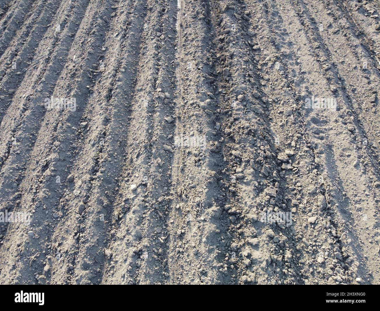 Mounds of soil on potato seedlings Stock Photo